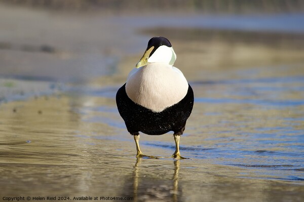 A single male eider duck bird standing at the waters edge Picture Board by Helen Reid