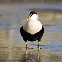 Buy canvas prints of A single male eider duck bird standing at the waters edge by Helen Reid