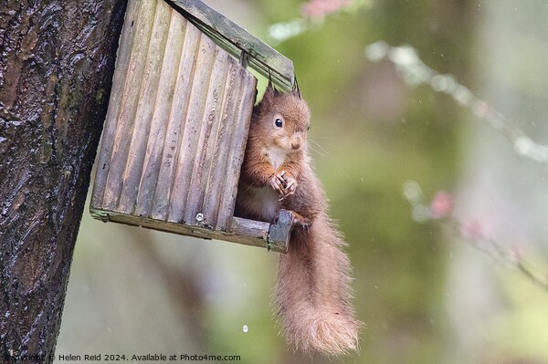A close up of a red squirrel on a wooden feeder Picture Board by Helen Reid