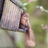 Buy canvas prints of A close up of a red squirrel on a wooden feeder by Helen Reid