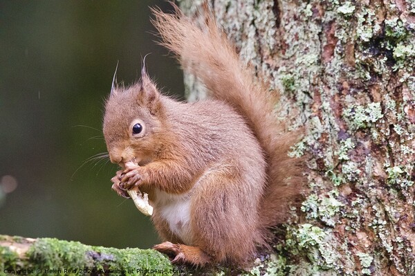 A red squirrel on a branch eating a peanut Picture Board by Helen Reid