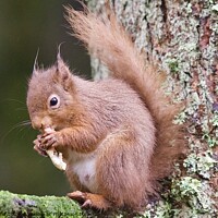 Buy canvas prints of A red squirrel on a branch eating a peanut by Helen Reid