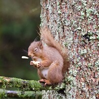 Buy canvas prints of A red squirrel on a branch ‘sneezing’ a peanut by Helen Reid
