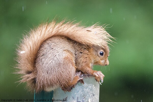 A close up of a red squirrel in the rain with its tail up  Picture Board by Helen Reid