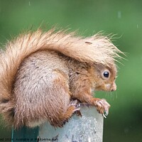 Buy canvas prints of A close up of a red squirrel in the rain with its tail up  by Helen Reid