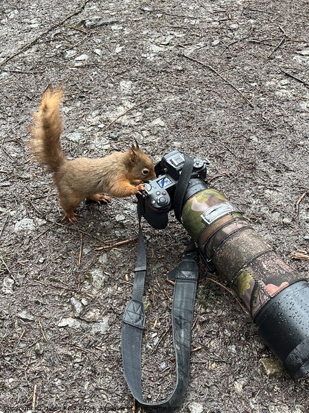 Red squirrel taking a photo Picture Board by Helen Reid