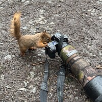 Buy canvas prints of Red squirrel taking a photo by Helen Reid