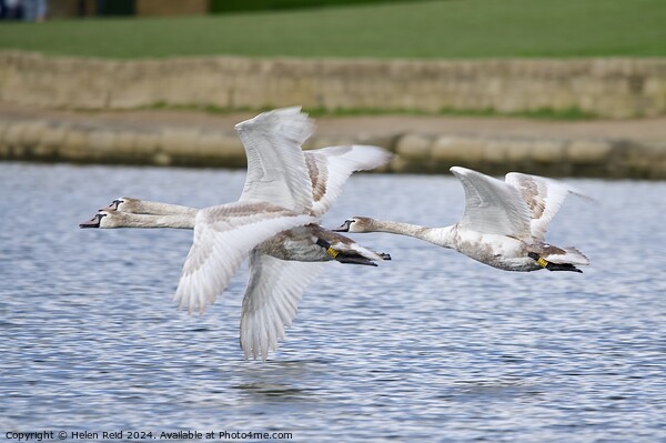Mute swans in flight Picture Board by Helen Reid