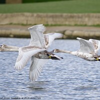 Buy canvas prints of Mute swans in flight by Helen Reid