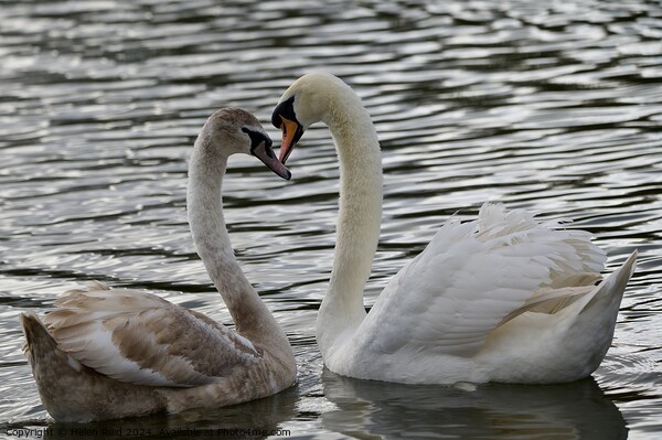 Mute swan courtship creating a heartshape  Picture Board by Helen Reid