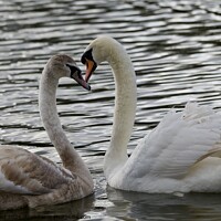 Buy canvas prints of Mute swan courtship creating a heartshape  by Helen Reid