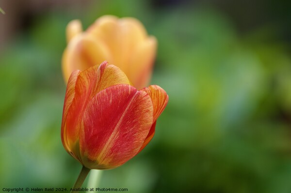 Tulip Plant flower heads Picture Board by Helen Reid