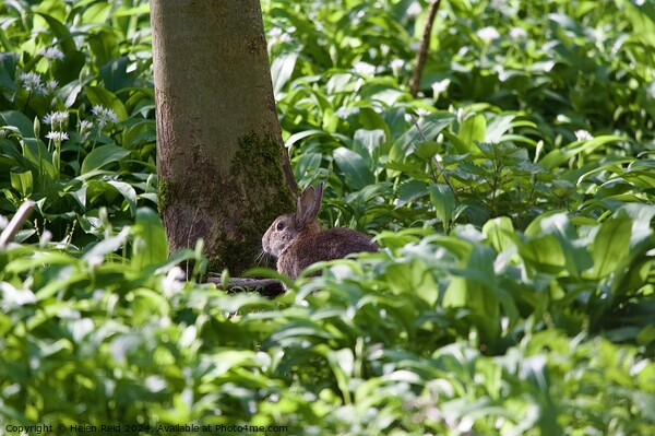 Brown rabbit sat on the woodland floor Picture Board by Helen Reid
