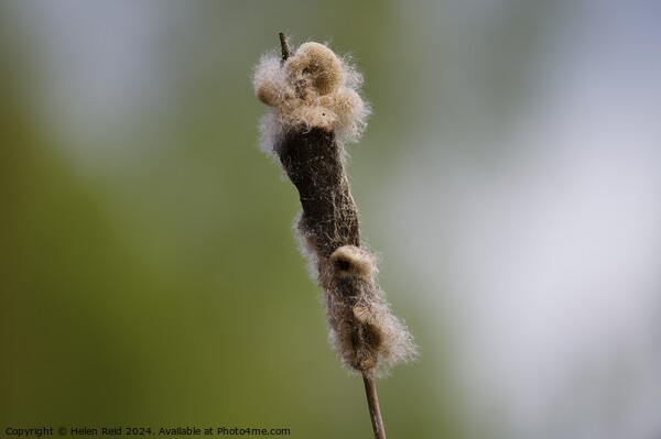 A close up of a bullrush reed plant Picture Board by Helen Reid
