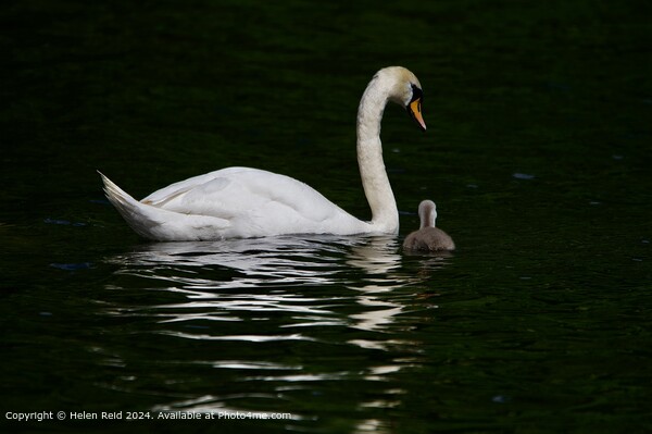 Graceful Mute Swan Family Picture Board by Helen Reid