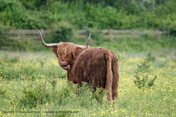 Highland cow sticking out its tongue Picture Board by Helen Reid