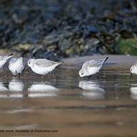 Golden Sanderling Wader Birds