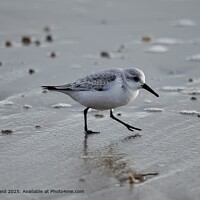 Sanderling wader bird