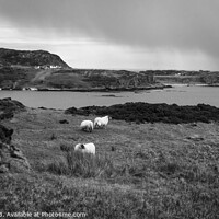 Buy canvas prints of Colonsay Sheep with Rain Approaching by Philip King