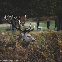 Buy canvas prints of Stag in the Bracken by Philip King