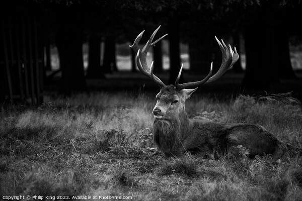 Stag at Bushy Park Picture Board by Philip King