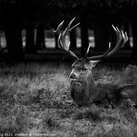 Buy canvas prints of Stag at Bushy Park by Philip King