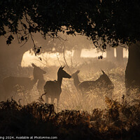Buy canvas prints of Deer at Richmond Park by Philip King