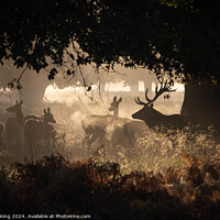 Buy canvas prints of Deer at Richmond Park by Philip King