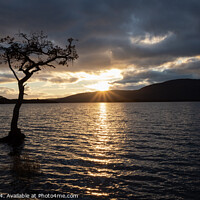Buy canvas prints of Loch Lomond Tree at Sunset by Philip King