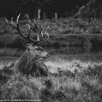 Buy canvas prints of Stag at Bushy Park by Philip King