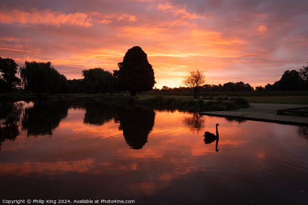 Sunrise at Bushy Park Picture Board by Philip King