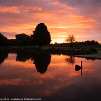 Buy canvas prints of Sunrise at Bushy Park by Philip King