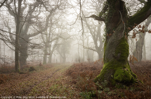 Winter Fog at Savernake Forest  Picture Board by Philip King