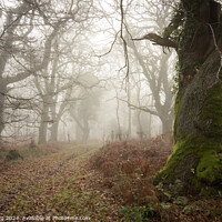 Buy canvas prints of Winter Fog at Savernake Forest  by Philip King