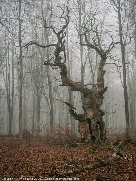Ancient Oak Tree at Savernake Forest Picture Board by Philip King