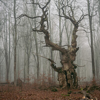 Buy canvas prints of Ancient Oak Tree at Savernake Forest by Philip King