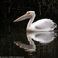 Buy canvas prints of Pelican at St James's Park by Philip King