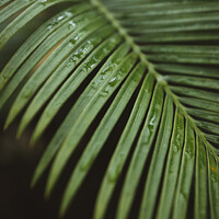 Buy canvas prints of Palm at Kew Gardens by Philip King
