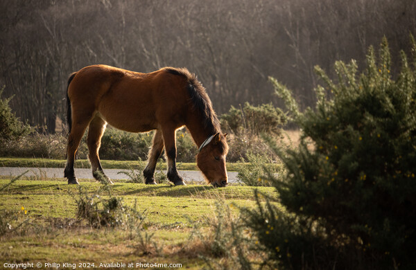 New Forest Pony Picture Board by Philip King