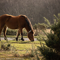 Buy canvas prints of New Forest Pony by Philip King