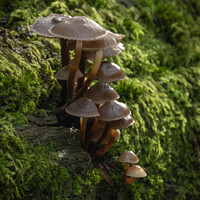 Buy canvas prints of Fungi at Burnham Beeches by Philip King