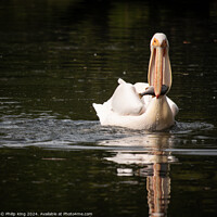Buy canvas prints of Pelican at St James's Park by Philip King