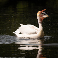 Buy canvas prints of Pelican feeding at St James's Park by Philip King