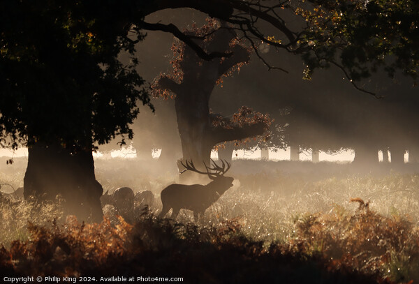 Deer at Richmond Park Picture Board by Philip King