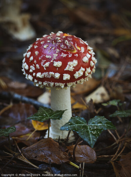 Fly Agaric Fungi, Burnham Beeches Picture Board by Philip King