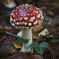 Buy canvas prints of Fly Agaric Fungi, Burnham Beeches by Philip King