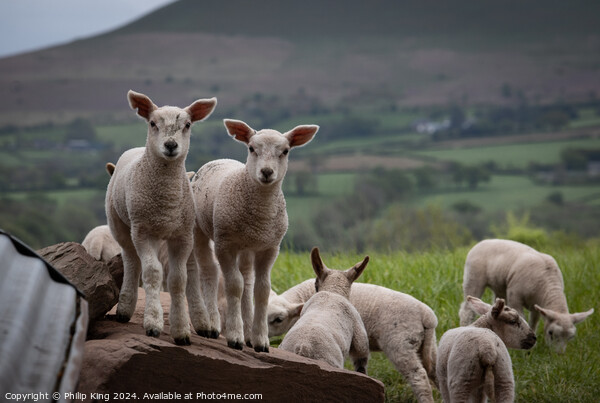 Welsh Lambs - Brecon Beacons Picture Board by Philip King