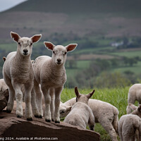 Buy canvas prints of Welsh Lambs - Brecon Beacons by Philip King