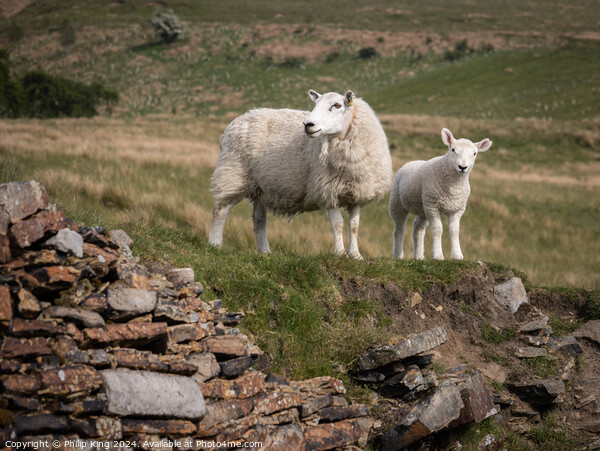 Sheep in the Pennines Picture Board by Philip King