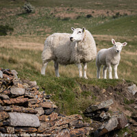 Buy canvas prints of Sheep in the Pennines by Philip King